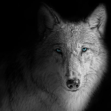 Wolf Face Hoodie