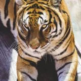 Animal Tiger Hoodie