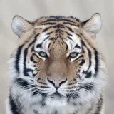 Majestic Tiger Face Hoodie