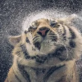 Awesome Tiger Hoodie