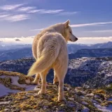 Mountain Wolf Hoodie
