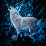 Winter Howling Wolf Hoodie