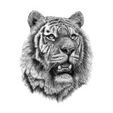 Tiger Face Tattoo