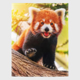 Animal Red Panda Print Blanket