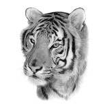 Tiger Head Tattoo