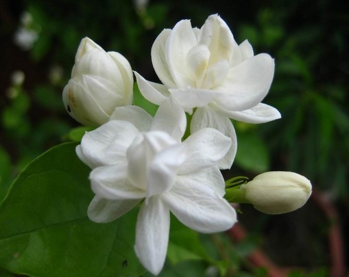 Us 0 8 Loss Promotion 1 Pack About 50 Pieces White Jasmine Seeds Fragrant Plant Arabian Jasmine Flower Seeds For Home Garden M Enjoymygarden Com