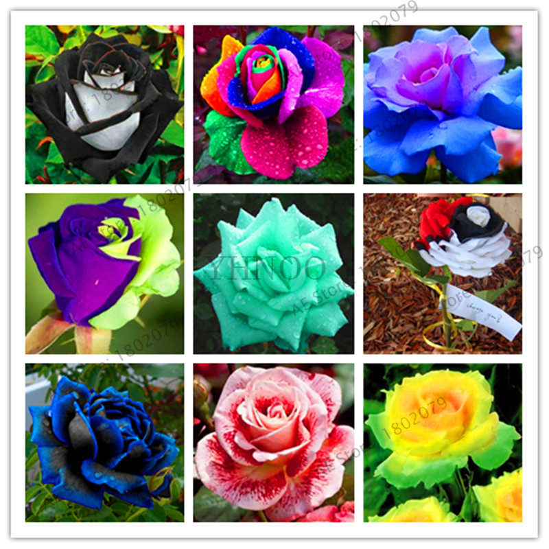 Us 0 8 100pcs Bag Rare Mixed Colors Rose Seeds Rainbow Rose Seeds Bonsai Flower Seeds Black Rose Rare Balcony Plant For Garden M Enjoymygarden Com