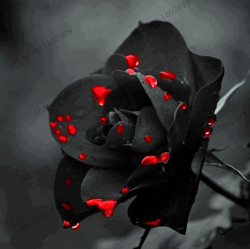 Us 0 8 100pcs Bag Rare Mixed Colors Rose Seeds Rainbow Rose Seeds Bonsai Flower Seeds Black Rose Rare Balcony Plant For Garden M Enjoymygarden Com