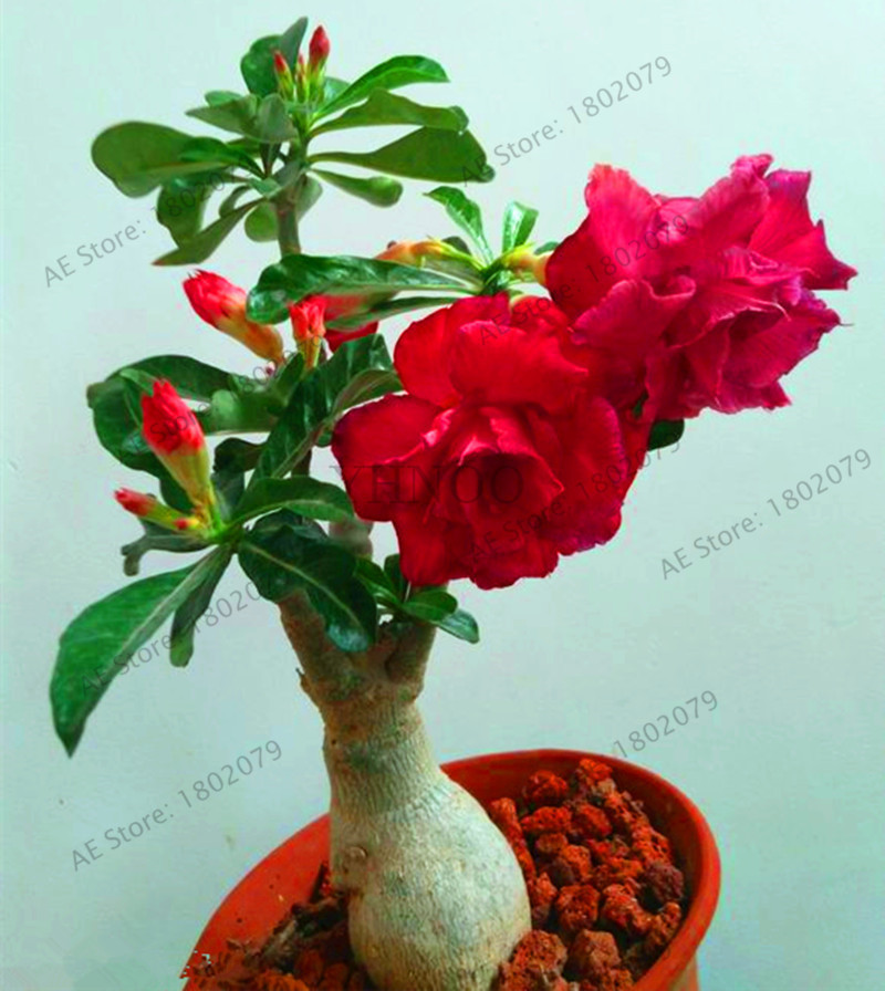 Us 0 8 Rare Mixed Colors Desert Rose With Fire Red Heart Flower 5 Seeds Pack Bonsai Plant For Home Garden M Enjoymygarden Com,Green Hair Algae Aquarium