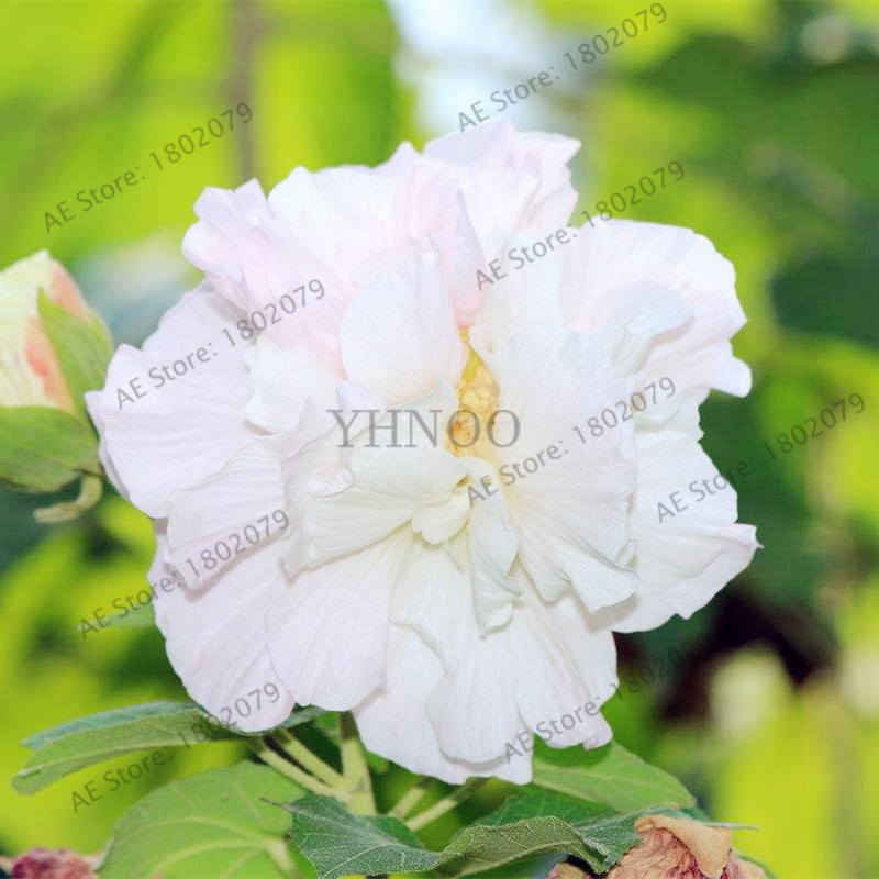 Hibiscus Mutabilis Flowers Bonsai Multiple Color Garden Plants 50 PCS Seeds 2021