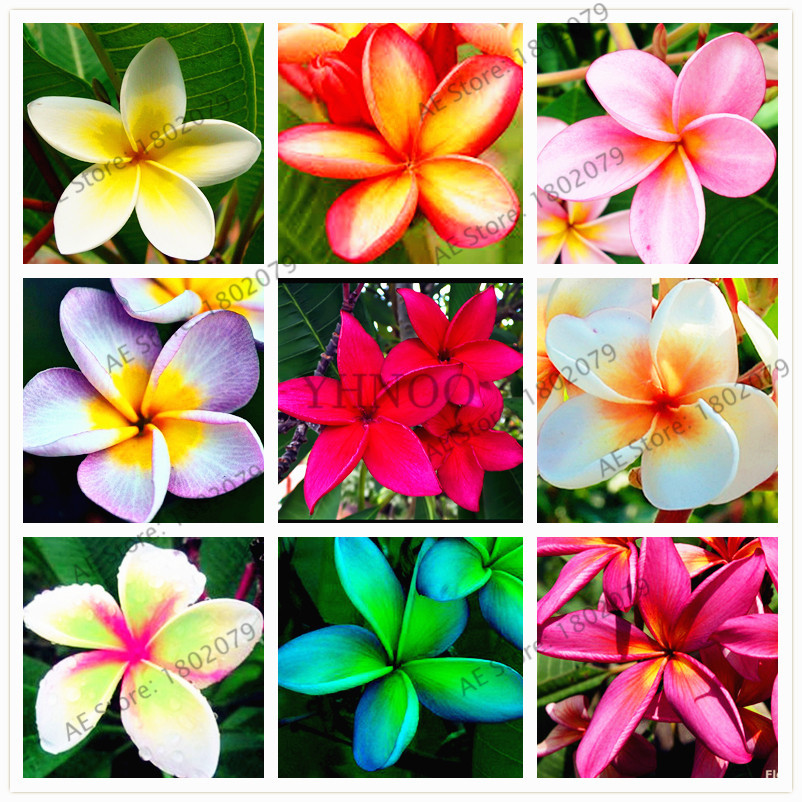 Mix Color Frangipani Plumeria Rubra Bonsai Flowers Plants Garden G 20 PCS Seeds