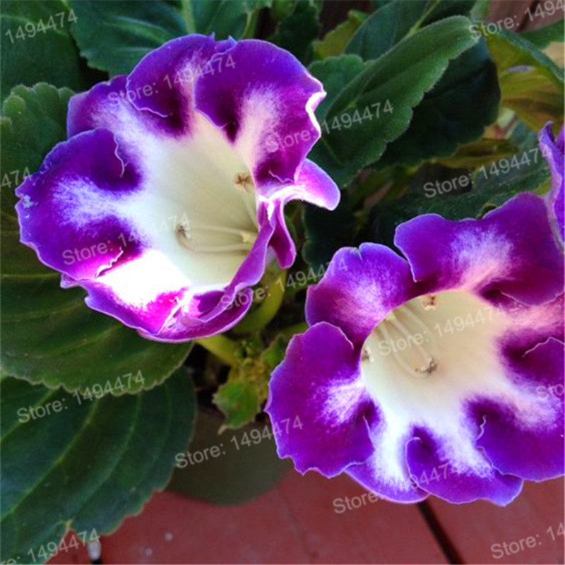 Us 0 80 Hot Sale 100pcs Bag Gloxinia Seeds Perennial Flowering Plants Mixed Color Flower Seeds Sinningia Speciosa Bonsai Balcony M Enjoymygarden Com