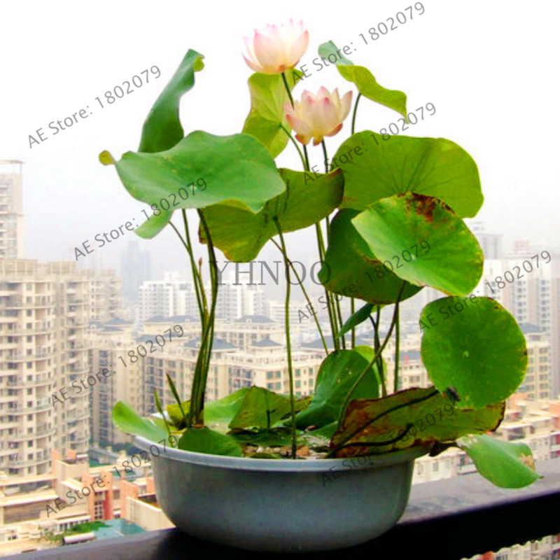 Us 0 80 5pcs Bag Lotus Flower Lotus Seeds Aquatic Plants Water Plants Water Lily Flower Seeds Plant For Home Garden M Enjoymygarden Com