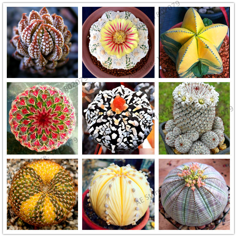 Semi Bonsai per s succulenti Interni 200 Rare Seeds Mix Lithops Lig Pietre Succulente Garden Organic Seed Bulk Semi Bonsai per s succulenti Interni 200 Rare Seeds Mix Lithops Lig Pietre Succulente Garden Organic Seed Bulk