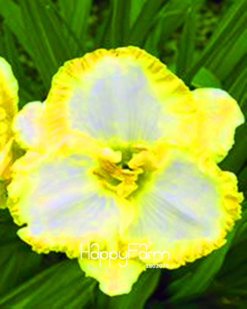 100 Seeds//Lot Hybrid Daylily Flowers Seeds Hemerocallis Lily Indoor Bonsai Home Garden Supplies 10