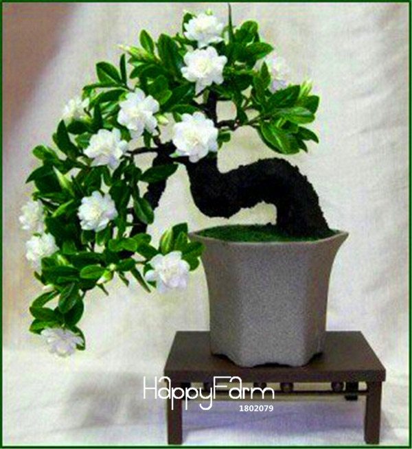 bonsai Gardenia -DIY Home Garden Potted plants Cape Jasmine amazing smell & b