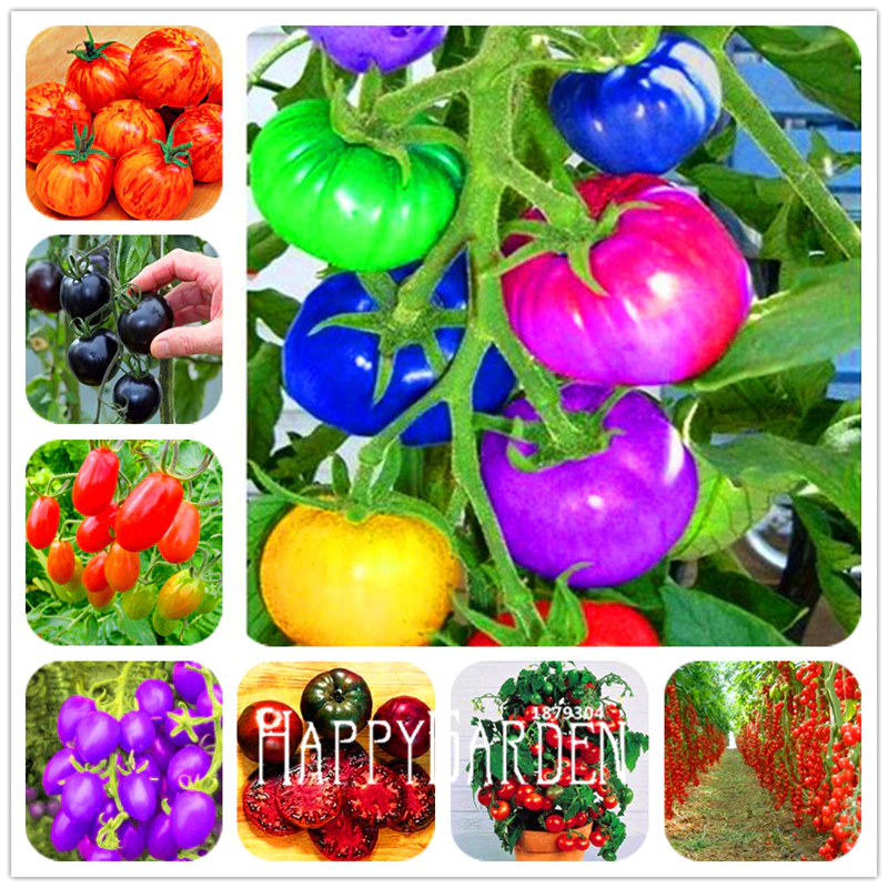 100Pcs Rainbow Tomato Seeds Colorful Bonsai Organic Vegetables Seed Home GardeEP