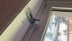 REID Cord Lift Blackout TriShades Day/Night Honeycomb Shade White Sheer