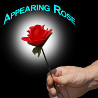 Appearing Rose