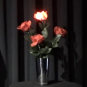 Light Roses Set - Remote Control