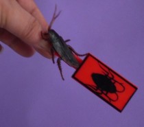 Jumping Cockroach