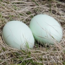 Super Wooden Egg (Duck Egg)