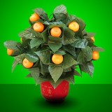 The Orange Tree Illusion (15 Oranges)