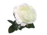 Three-Color Light Rose