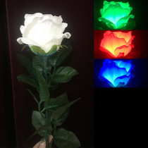 Three-Color Light Rose