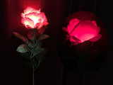 Super Light Rose (Rechargeable, 2 Colors)