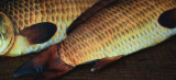Appearing Fish (28cm, Small)