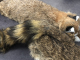 Spring Animal (Rabbit Fur) by J.C Magic