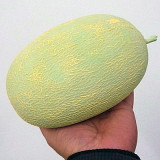Latex Hami Melon