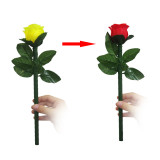 Instant Color Changing Rose