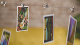 * Gravity Clips by Greg Van Holsbeck