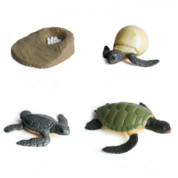 Educational Realistic Turtles Frogs Growth Development Process Model Figures Playset Toys