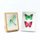 DIY Herbarium and Plant Specimen Wood Photo Frame