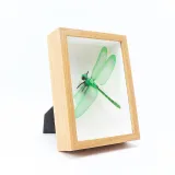 DIY Herbarium and Plant Specimen Wood Photo Frame