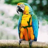 Parrots Fly Ropes Walking Out Pet Supplies Parrot Chest Strap