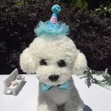 Pet Birthday Adjustable Lace Hat and Bow Tie Set