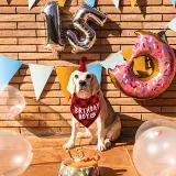Pet Birthday Hat and Boy And Girl Doggy Birthday Scarf Set with 0-8 Figures