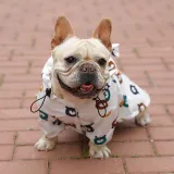 Dog Bear Pattern Raincoats Waterproof with Reflective Strap Jacket