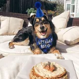 Pet Birthday Party Supplies Hat and Boy Doggy Birthday Scarf Set with 0-8 Figures