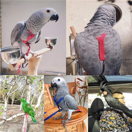 Parrots Fly Ropes Walking Out Pet Supplies Parrot Chest Strap