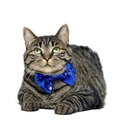 Pet Costume Top Royalblue Crown Adjustable Hat Bow Ties for Dogs Funny Accessories