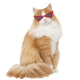 Pet Sunglasses Triangle Plastic Frame Cool Glasses For Dog Cat