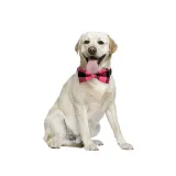 Christmas Plaids Bowknot Double Bow Removable Safety Clasp Pet Supplies Cat Dog Collar