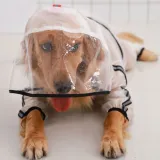 Dog Transparency Waterproof Raincoats Hood Poncho Jacket With Leash Hole