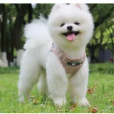 Reflective And Breathable Dog Leash Small Dog Vest Type Pet Leash