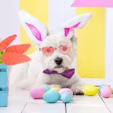 Pet Sunglasses Heart Metal Frame Retro Sunglasses For Dog Cat